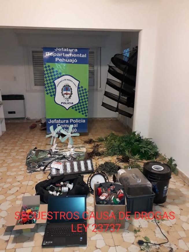 PEHUAJÓ: DESBARATAN INVERNADERO DE PLANTAS DE MARIHUANA EN GRAN ESCALA