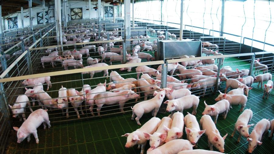 AVANCE EN LA SANIDAD PORCINA ARGENTINA: SE AUTORIZA LA VACUNA MYOSPHERE